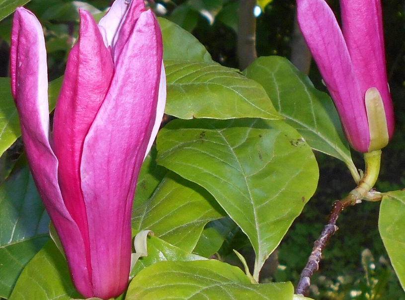 玉蘭花發芽方法