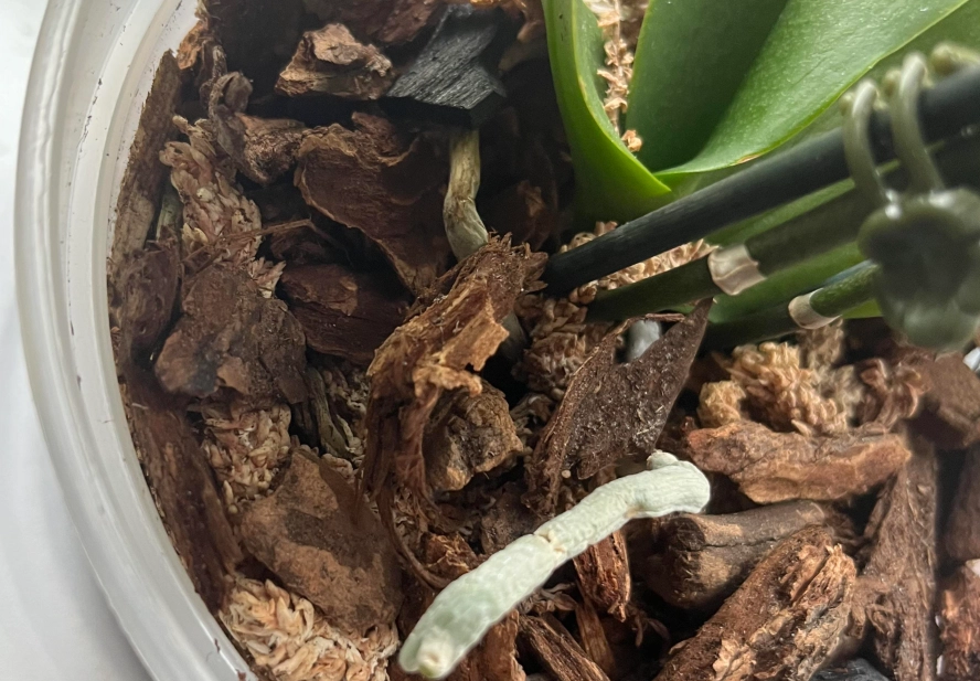 蘭花謝了處理方法