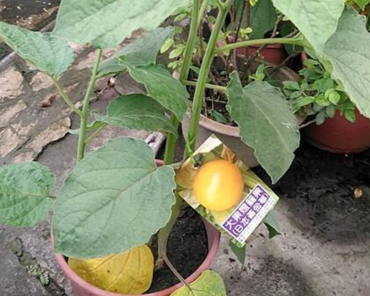 燈籠果生長條件