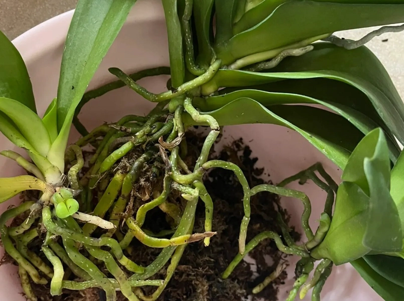 蝴蝶蘭分株步驟