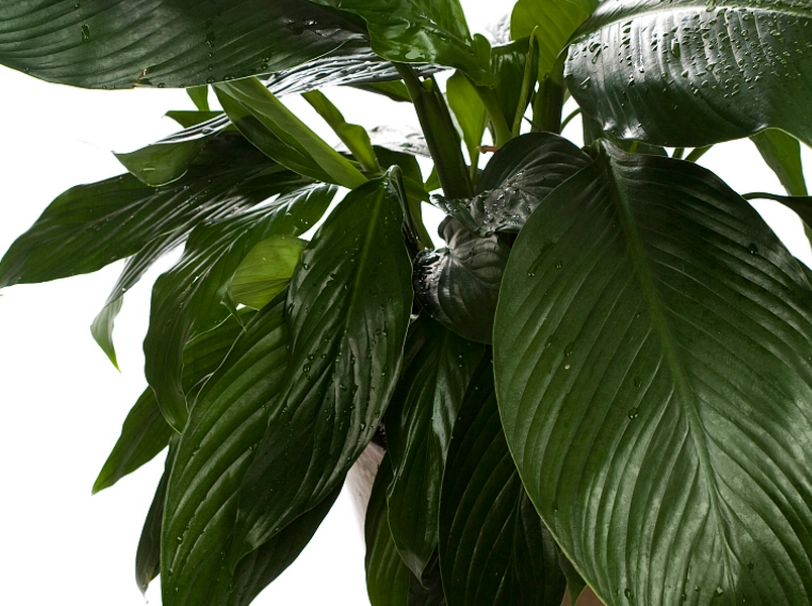 綠巨人植物照顧