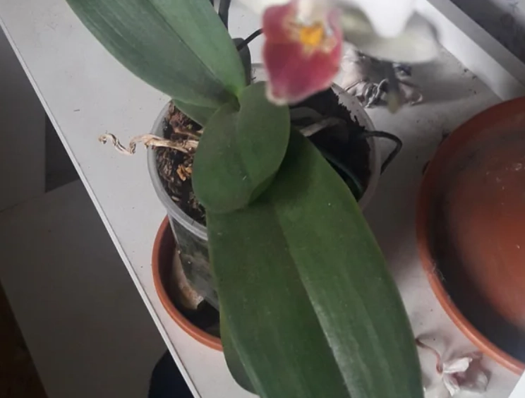 蝴蝶蘭掉花處理