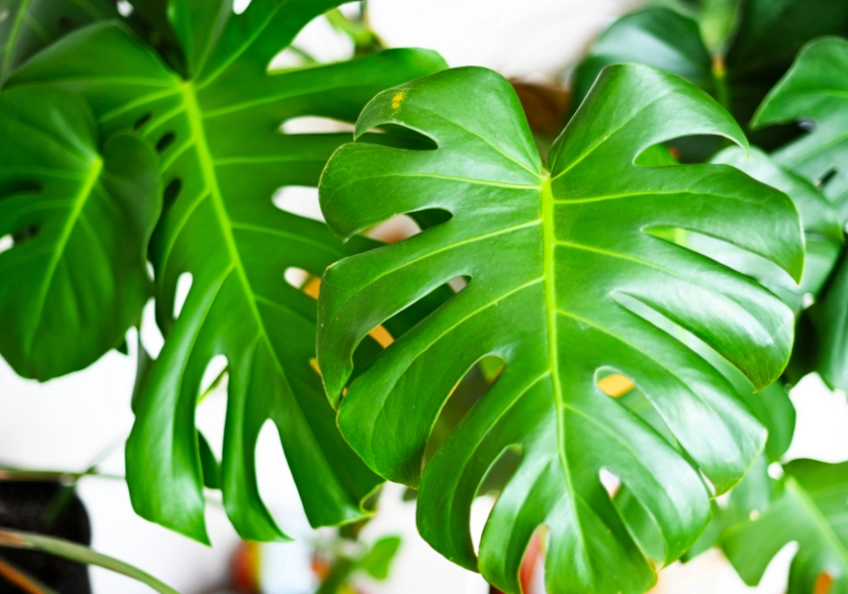 龜背芋開花條件