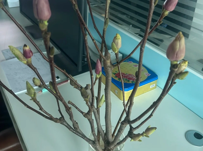 玉蘭花盆栽常見問題 玉蘭花盆栽常見問題