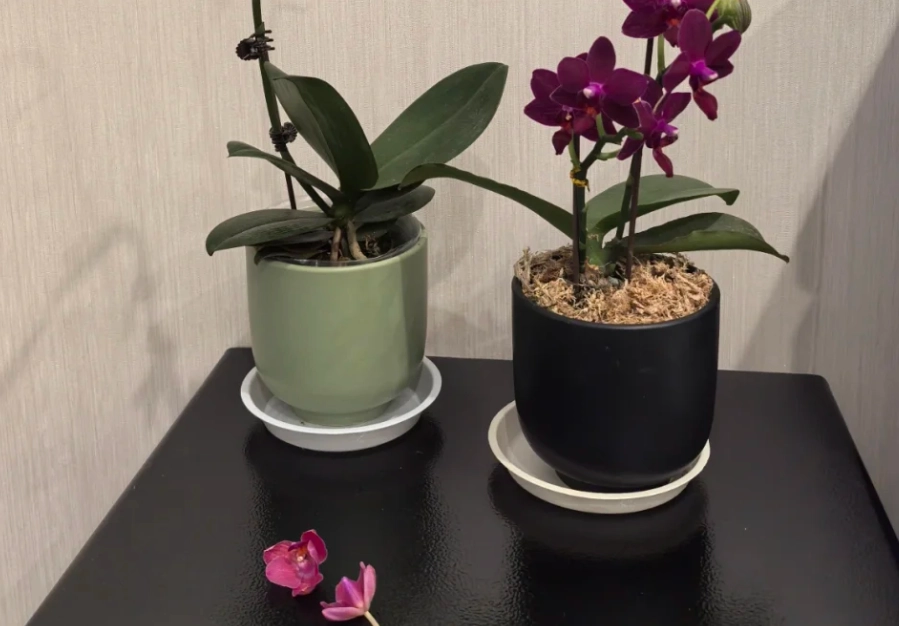 蘭花養護技巧 蘭花養護技巧