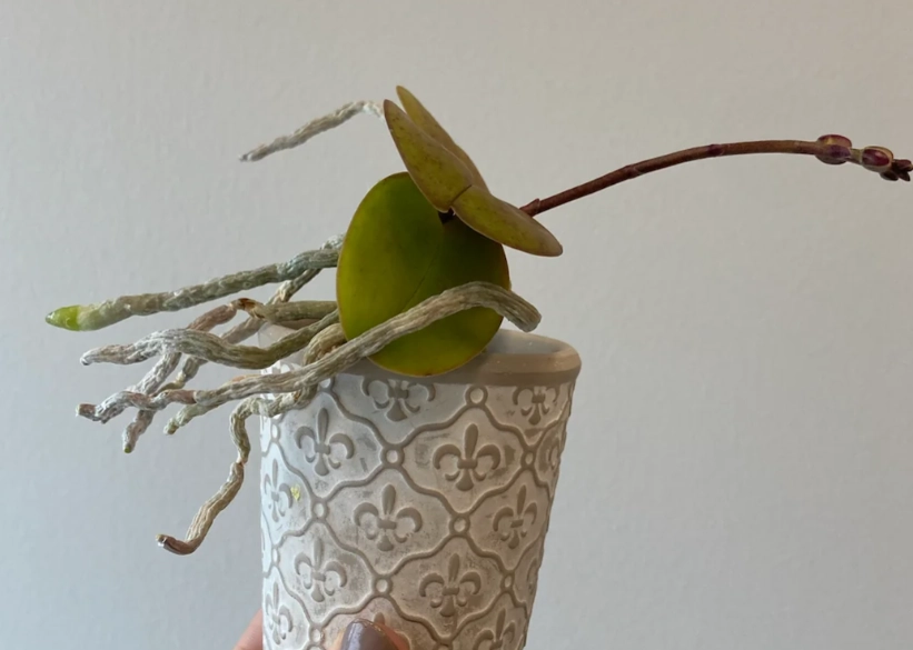 蝴蝶蘭氣根照顧