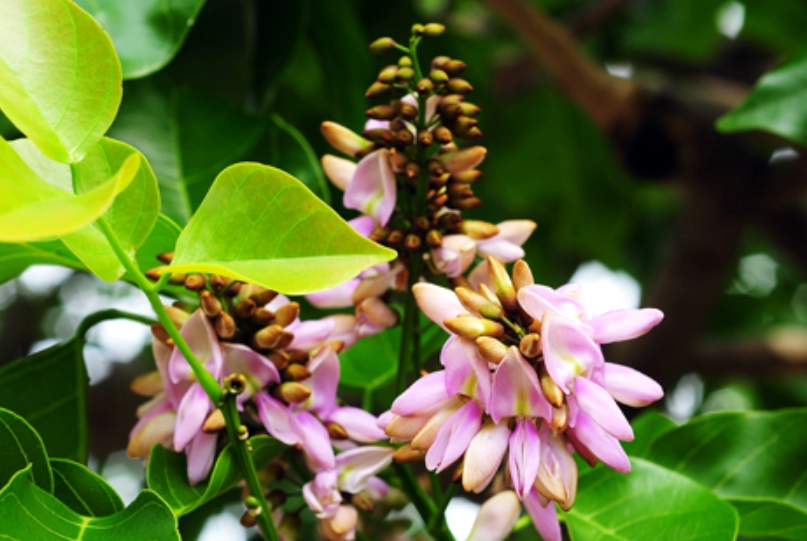 水黃皮使用指南