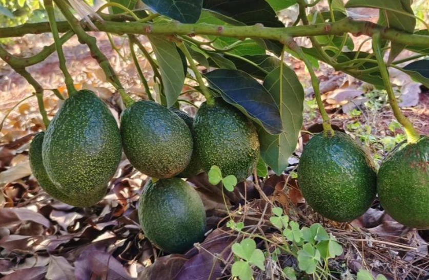 酪梨樹修剪時間