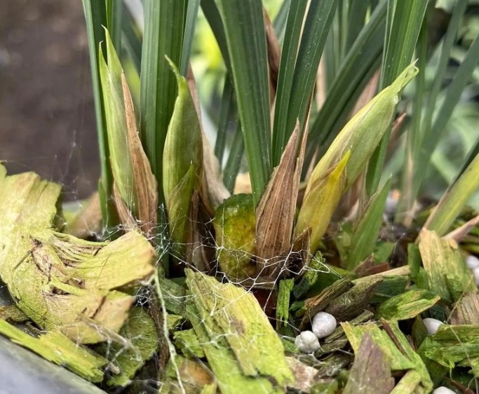 蘭花花苞枯萎原因