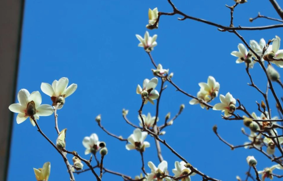 玉蘭花 澆水 頻率