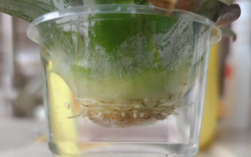 居家種菠蘿技巧