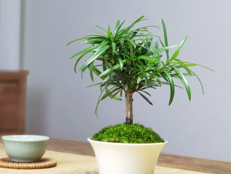 羅漢松養護方法