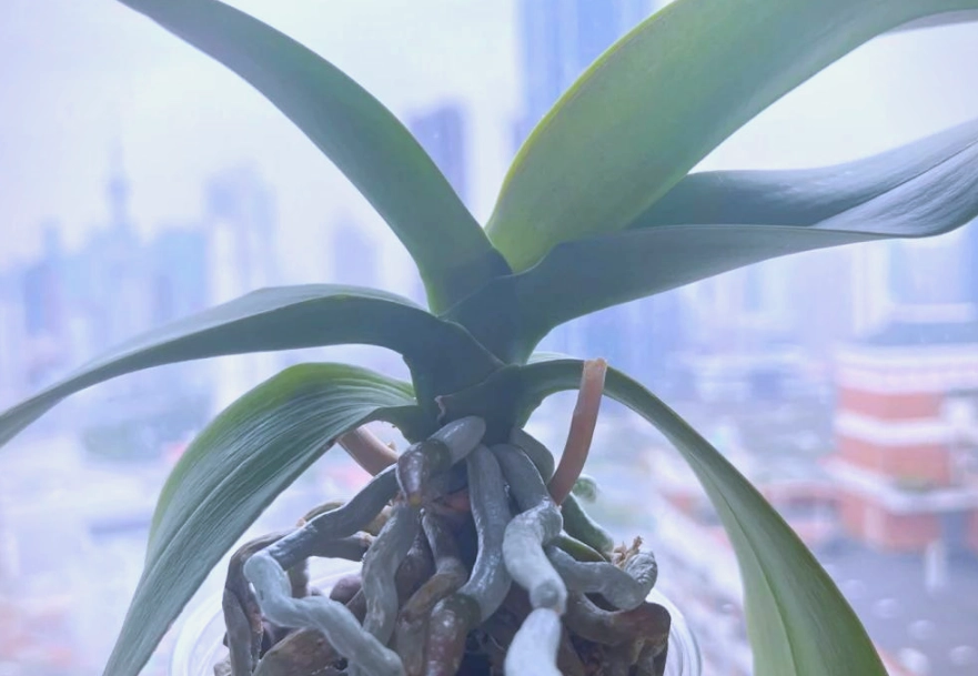 蘭花不開花原因