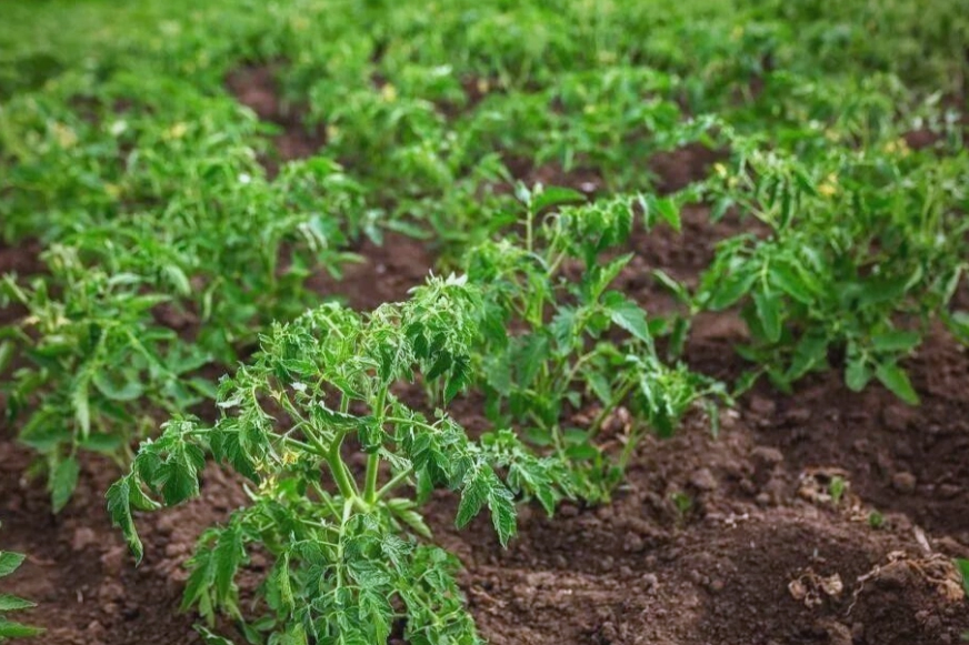 番茄種植土壤