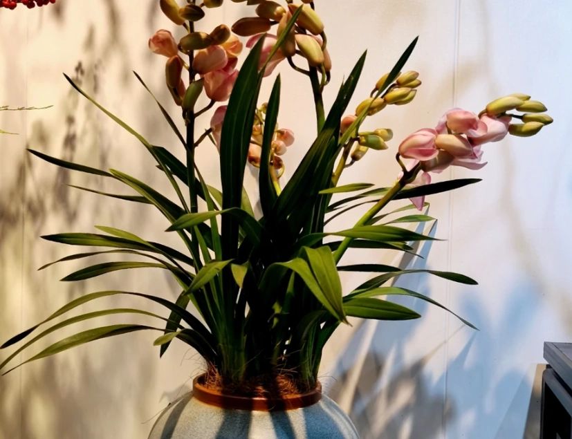 室內蘭花品種 室內蘭花品種