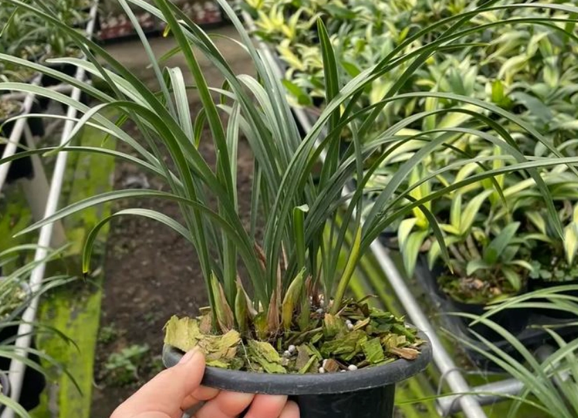 蘭花花苞枯萎原因