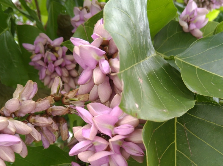 水黃皮健康益處