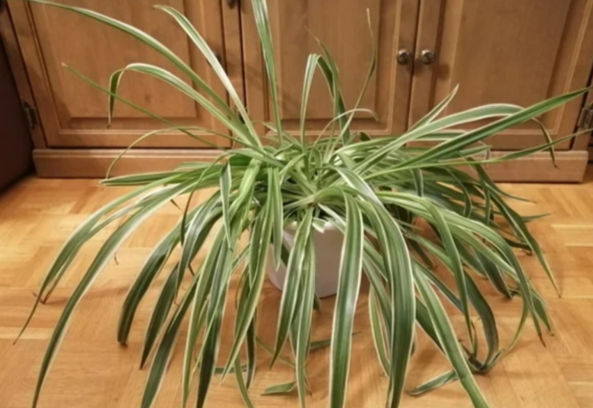 無毒室內植物 無毒室內植物