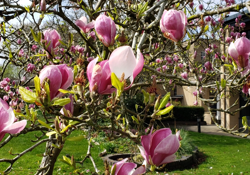 玉蘭花開花時間
