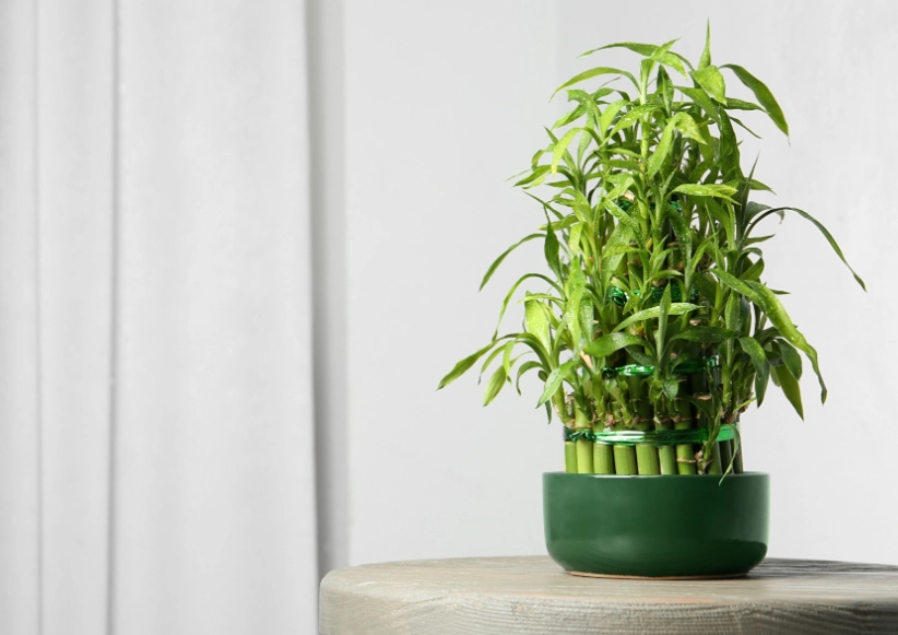 富貴竹養護技巧