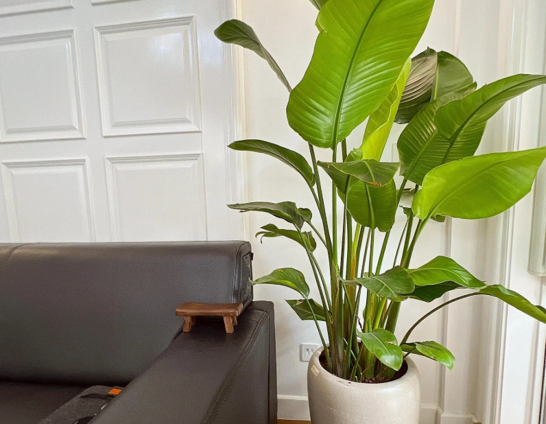 天堂鳥種植光照