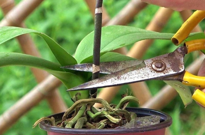 蘭花修剪技巧