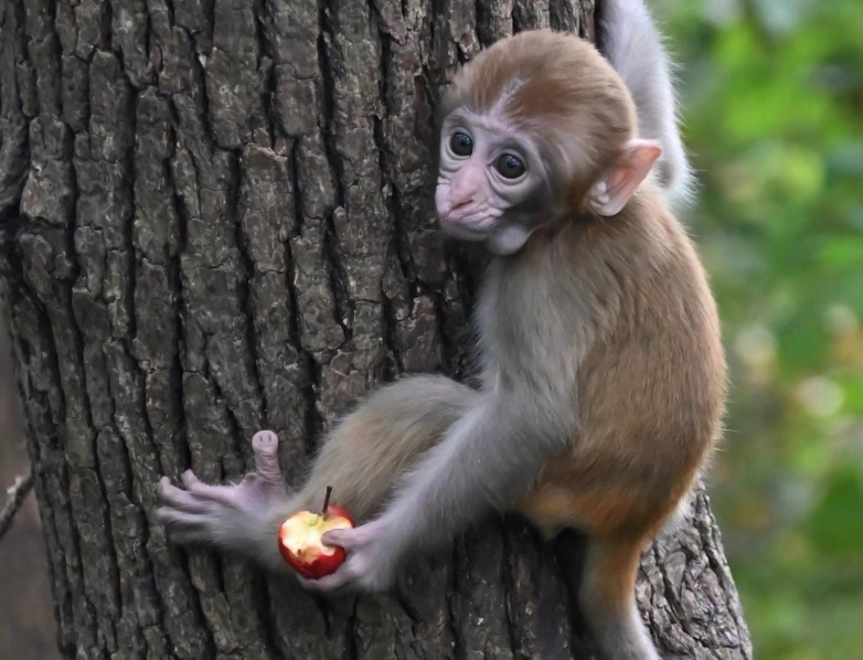 猴子夢境心理學