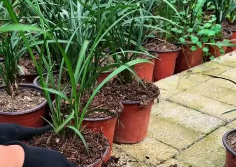 蘭花土壤配方 蘭花土壤配方