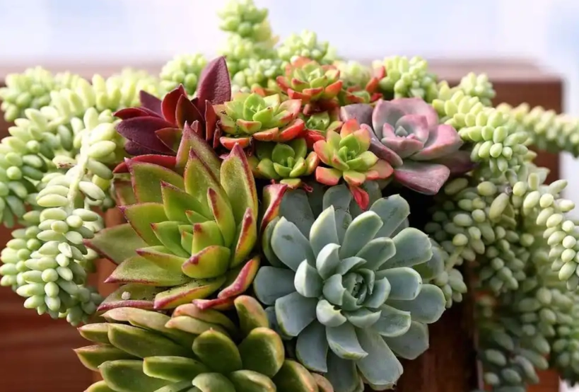 多肉植物象徵意義