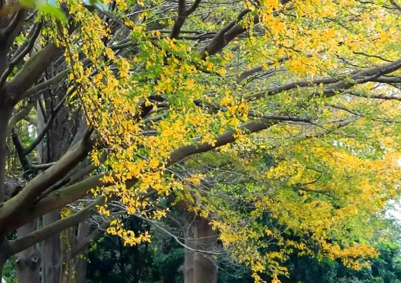 欖仁樹落葉時間