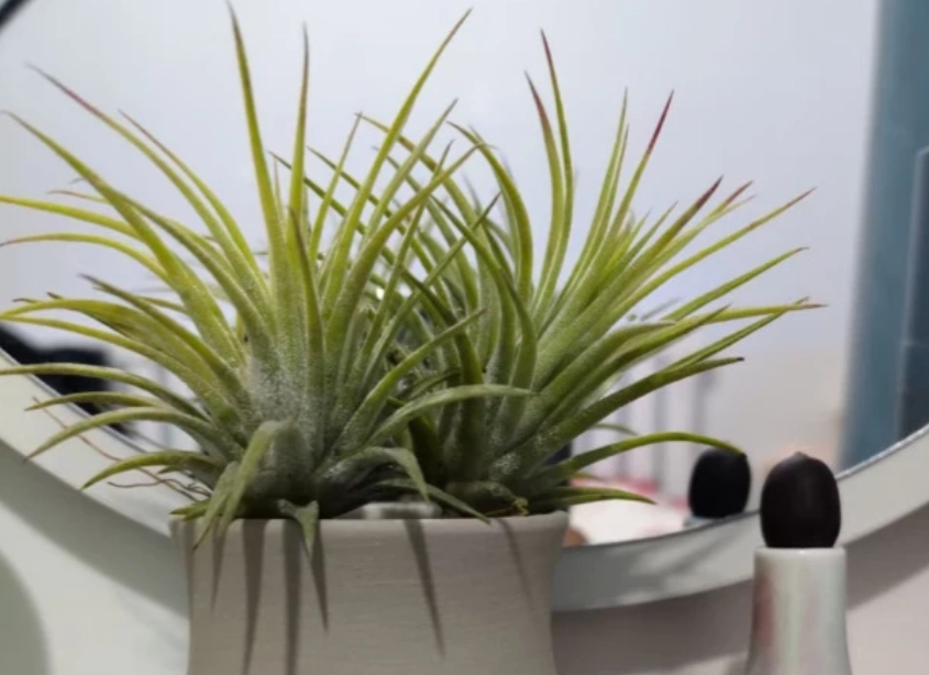 辦公室植物推薦