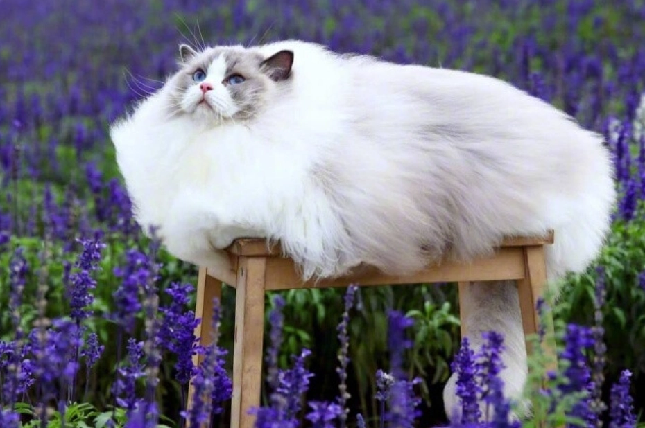 薰衣草對貓咪的影響
