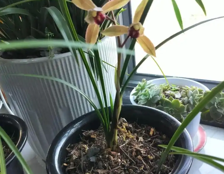 室內蘭花品種 室內蘭花品種