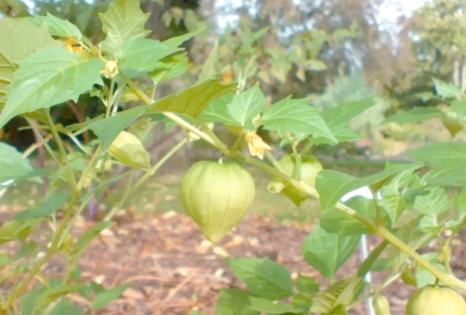 燈籠果種植方法