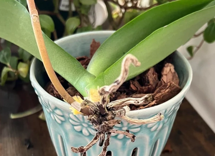 蝴蝶蘭修剪方法