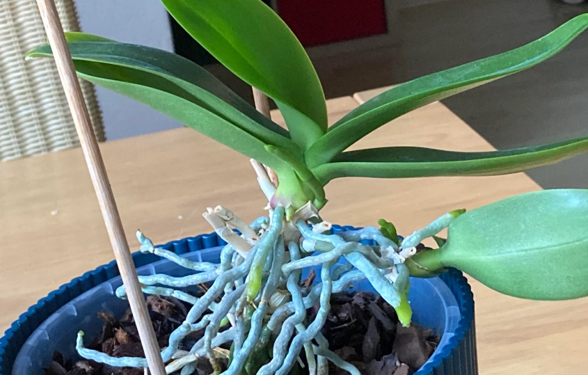 蘭花氣根外露處理