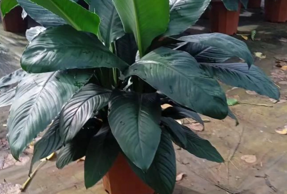 綠巨人植物病害