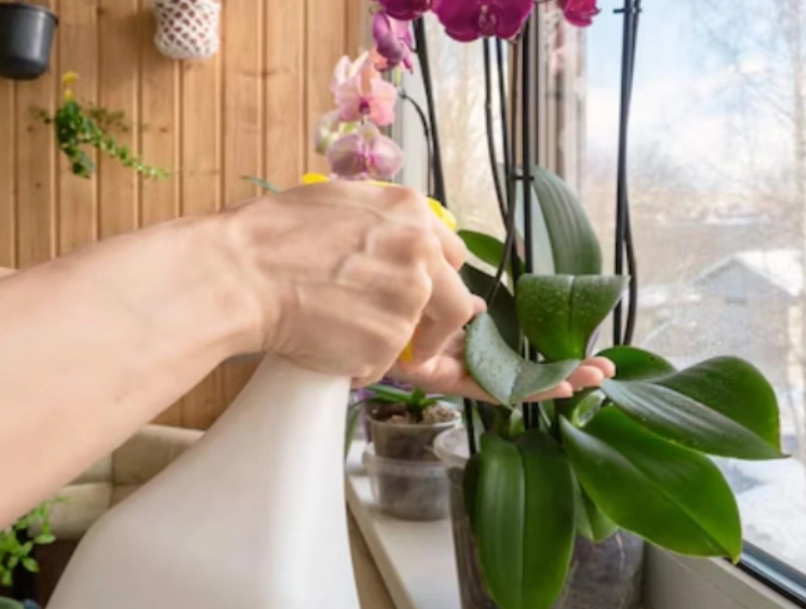 蝴蝶兰浇水频率