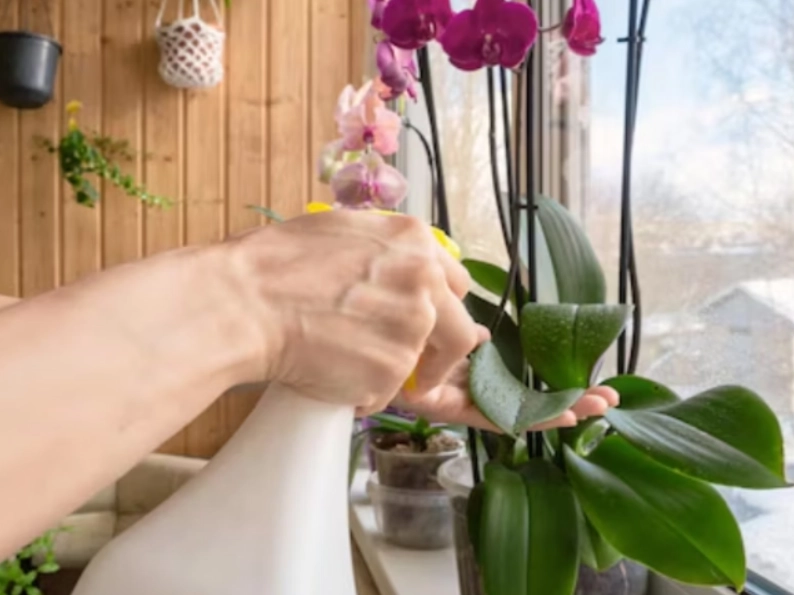 蘭花澆水注意事項 蘭花澆水注意事項