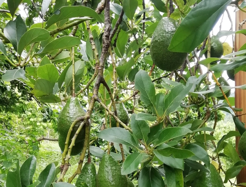 酪梨長太高修剪