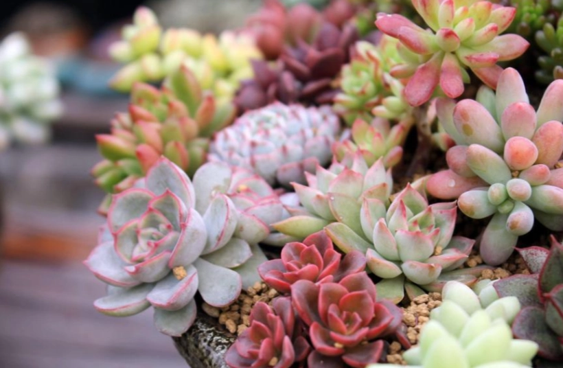 多肉植物益處