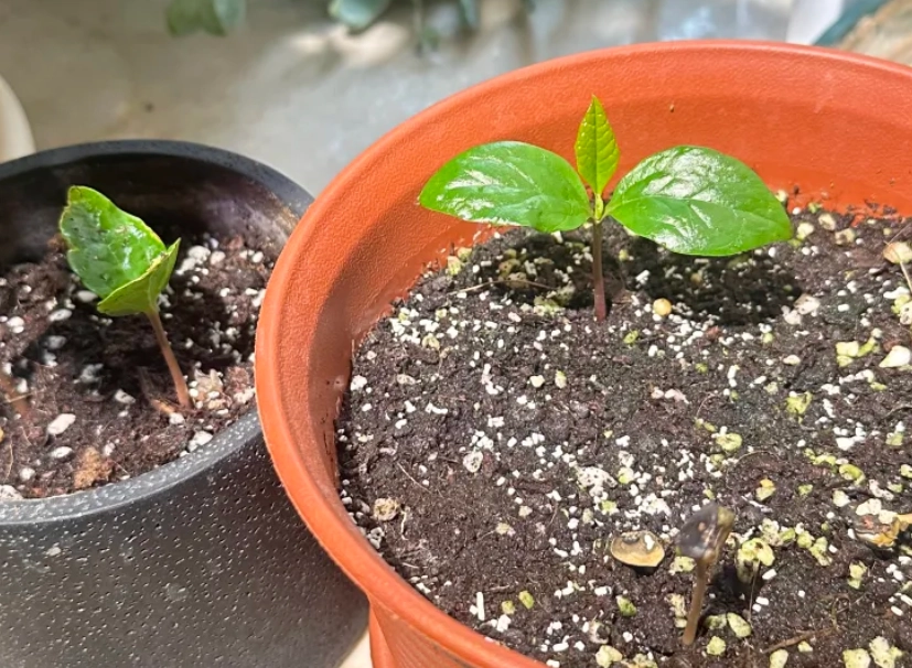 玉蘭花種子如何發芽