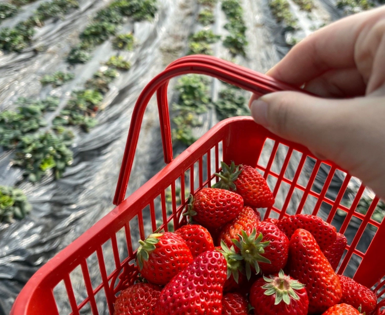 關西採草莓