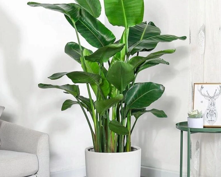 天堂鳥光照技巧