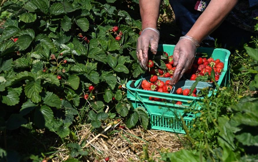 大湖採草莓攻略