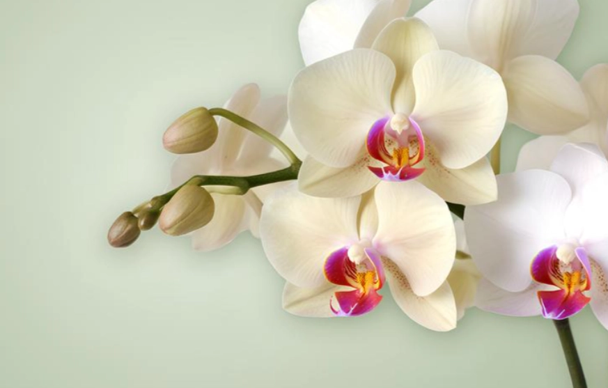 蘭花貓中毒症狀