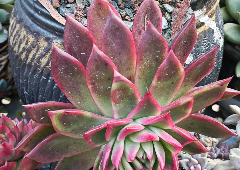 多肉植物象徵意義