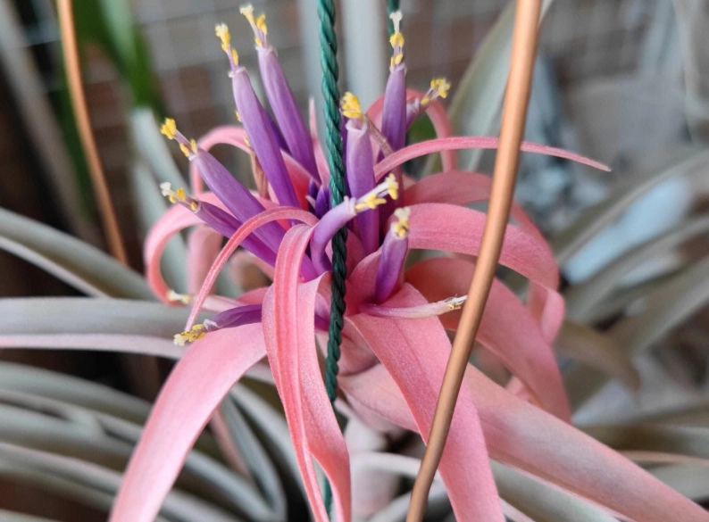 室內植物淨化空氣