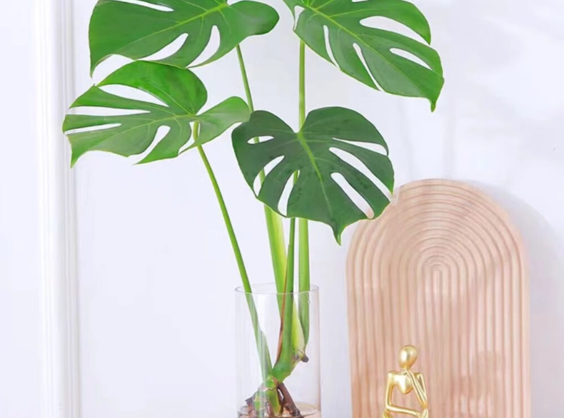 龜背芋照顧方法