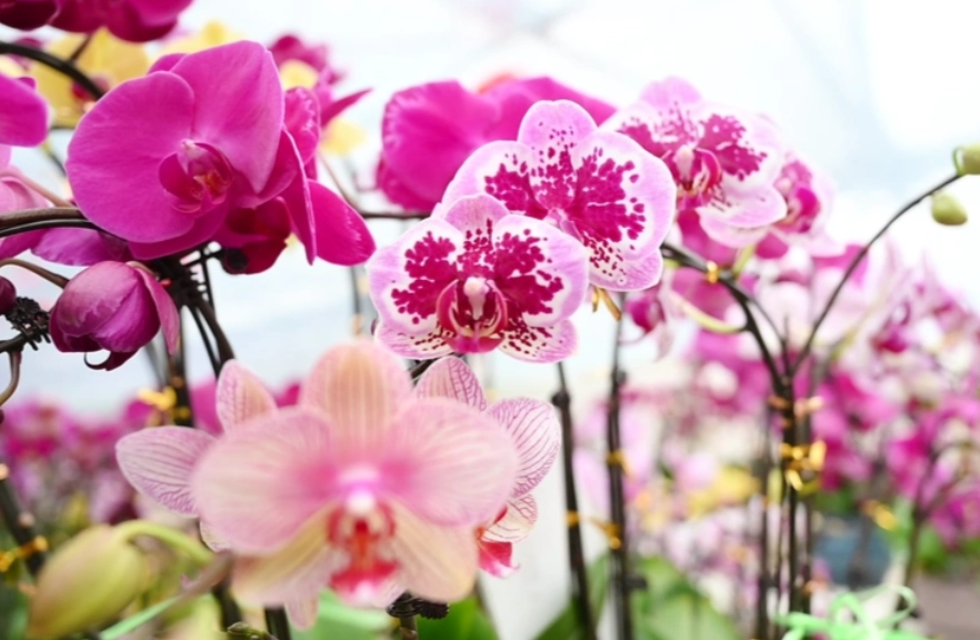 蝴蝶蘭開花後照顧